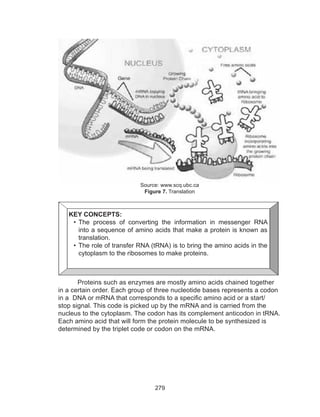 279
	 Proteins such as enzymes are mostly amino acids chained together
in a certain order. Each group of three nucleotide bases represents a codon
in a DNA or mRNA that corresponds to a specific amino acid or a start/
stop signal. This code is picked up by the mRNA and is carried from the
nucleus to the cytoplasm. The codon has its complement anticodon in tRNA.
Each amino acid that will form the protein molecule to be synthesized is
determined by the triplet code or codon on the mRNA.
Source: www.scq.ubc.ca
Figure 7. Translation
KEY CONCEPTS:
•	The process of converting the information in messenger RNA
into a sequence of amino acids that make a protein is known as
translation.
•	The role of transfer RNA (tRNA) is to bring the amino acids in the
cytoplasm to the ribosomes to make proteins.
 