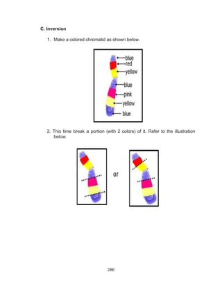 286
C. Inversion
1.	 Make a colored chromatid as shown below.
2. This time break a portion (with 2 colors) of it. Refer to the illustration
below.
 