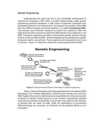 292
	 Today, molecular biologists are finding applications for recombinant DNA
technology: from medical applications, including gene therapy and vaccines;
DNA fingerprinting used to identify persons responsible for crimes and provide
evidence for identity of dead persons; to the creation of genetically modified
crops that are resistant to pesticides, or that make extra vitamins and minerals;
to bacteria that can clean oil spills. While the applications of recombinant
DNA technology are numerous, its limitations are its potential effects on our
ecosystem.
Genetic Engineering
Understanding the gene has led to the remarkable development of
methods for changing a cell’s DNA. A modern biotechnology called genetic
engineering produces transgenic or GM crops of organisms. Scientists have
developed methods to move genes from one species into another. When DNA
from two different species are joined together, it is called recombinant DNA.
This process uses restriction enzymes to cleave one organism’s DNA into
fragments and other enzymes to splice the DNA fragment into a plasmid or viral
DNA. Transgenic organisms are able to manufacture genetic products foreign
to them using recombinant DNA. Genetic engineering has already been applied
to bacteria, plants, and animals. These organisms are engineered to be of use
to humans. Figure 17 shows the method for producing recombinant DNA.
Figure 17. Diagrammatic Illustration of the Steps in Genetic Engineering
A plasmid (ring of DNA) is
isolated from a bacterium
An enzyme cuts the DNA
at specific sites
A gene for protein, taken
from another cell, is cut
with the same enzyme
The gene is inserted into the
plasmid, where it fits exactly.
This is recommended DNA.
When the bacterium divides
and replicates, it copies itself
and the recombinant DNA
The recombinant
plasmid is inserted back
into the bacterium
The new gene
directs the
bacterium to make
a new protein
products such as
interferon
 