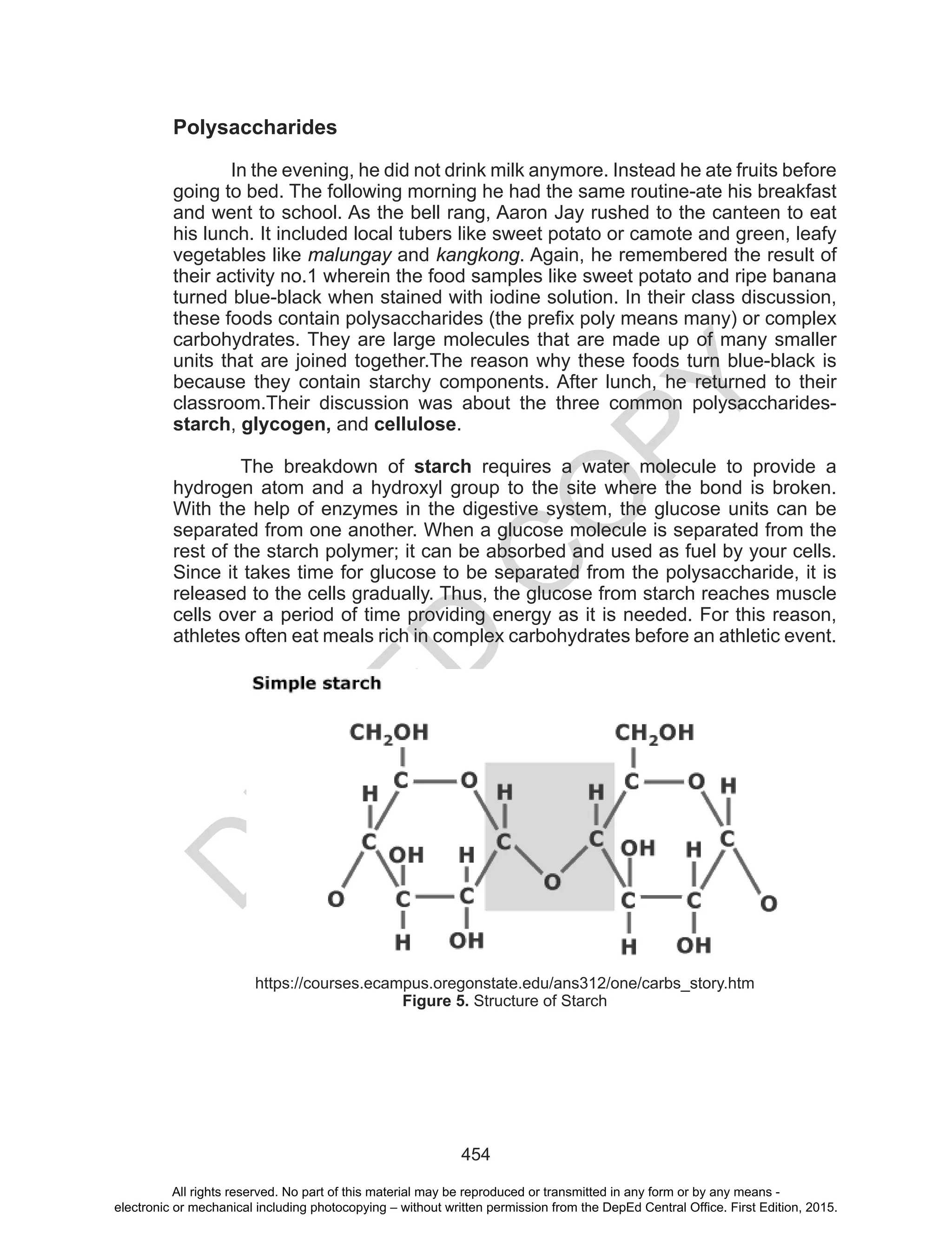 D
EPED
C
O
PY
454
Polysaccharides
In the evening, he did not drink milk anymore. Instead he ate fruits before
going to bed. The following morning he had the same routine-ate his breakfast
and went to school. As the bell rang, Aaron Jay rushed to the canteen to eat
his lunch. It included local tubers like sweet potato or camote and green, leafy
vegetables like malungay and kangkong. Again, he remembered the result of
their activity no.1 wherein the food samples like sweet potato and ripe banana
turned blue-black when stained with iodine solution. In their class discussion,
these foods contain polysaccharides (the prefix poly means many) or complex
carbohydrates. They are large molecules that are made up of many smaller
units that are joined together.The reason why these foods turn blue-black is
because they contain starchy components. After lunch, he returned to their
classroom.Their discussion was about the three common polysaccharides-
starch, glycogen, and cellulose.
The breakdown of starch requires a water molecule to provide a
hydrogen atom and a hydroxyl group to the site where the bond is broken.
With the help of enzymes in the digestive system, the glucose units can be
separated from one another. When a glucose molecule is separated from the
rest of the starch polymer; it can be absorbed and used as fuel by your cells.
Since it takes time for glucose to be separated from the polysaccharide, it is
released to the cells gradually. Thus, the glucose from starch reaches muscle
cells over a period of time providing energy as it is needed. For this reason,
athletes often eat meals rich in complex carbohydrates before an athletic event.
https://courses.ecampus.oregonstate.edu/ans312/one/carbs_story.htm
Figure 5. Structure of Starch
All rights reserved. No part of this material may be reproduced or transmitted in any form or by any means -
electronic or mechanical including photocopying – without written permission from the DepEd Central Office. First Edition, 2015.
 