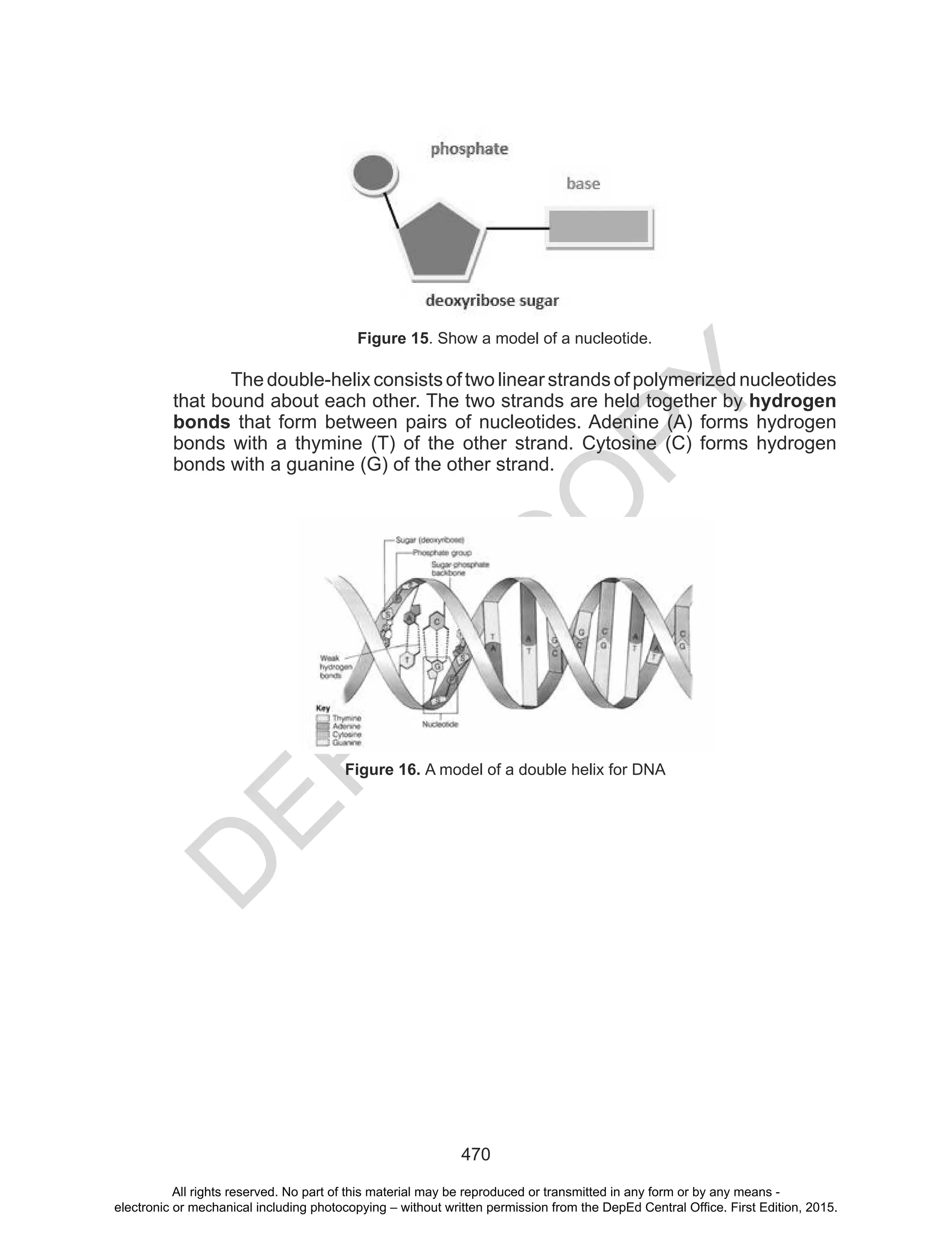 D
EPED
C
O
PY
470
Figure 15. Show a model of a nucleotide.
The double-helix consists of two linear strands of polymerized nucleotides
that bound about each other. The two strands are held together by hydrogen
bonds that form between pairs of nucleotides. Adenine (A) forms hydrogen
bonds with a thymine (T) of the other strand. Cytosine (C) forms hydrogen
bonds with a guanine (G) of the other strand.
Figure 16. A model of a double helix for DNA
All rights reserved. No part of this material may be reproduced or transmitted in any form or by any means -
electronic or mechanical including photocopying – without written permission from the DepEd Central Office. First Edition, 2015.
 