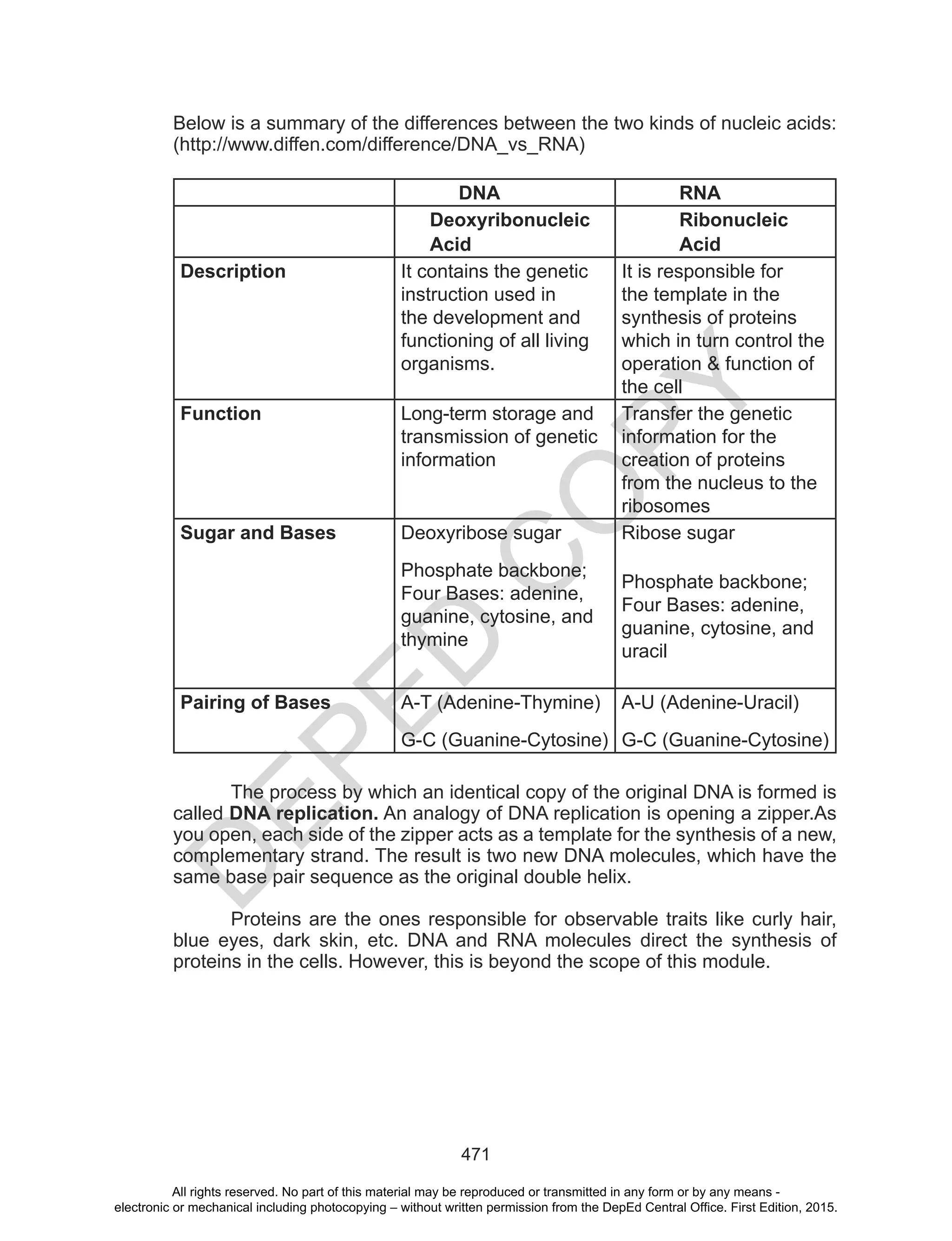 D
EPED
C
O
PY
471
Below is a summary of the differences between the two kinds of nucleic acids:
(http://www.diffen.com/difference/DNA_vs_RNA)
DNA RNA
Deoxyribonucleic
Acid
Ribonucleic
Acid
Description It contains the genetic
instruction used in
the development and
functioning of all living
organisms.
It is responsible for
the template in the
synthesis of proteins
which in turn control the
operation & function of
the cell
Function Long-term storage and
transmission of genetic
information
Transfer the genetic
information for the
creation of proteins
from the nucleus to the
ribosomes
Sugar and Bases Deoxyribose sugar
Phosphate backbone;
Four Bases: adenine,
guanine, cytosine, and
thymine
Ribose sugar
Phosphate backbone;
Four Bases: adenine,
guanine, cytosine, and
uracil
Pairing of Bases A-T (Adenine-Thymine)
G-C (Guanine-Cytosine)
A-U (Adenine-Uracil)
G-C (Guanine-Cytosine)
The process by which an identical copy of the original DNA is formed is
called DNA replication. An analogy of DNA replication is opening a zipper.As
you open, each side of the zipper acts as a template for the synthesis of a new,
complementary strand. The result is two new DNA molecules, which have the
same base pair sequence as the original double helix.
Proteins are the ones responsible for observable traits like curly hair,
blue eyes, dark skin, etc. DNA and RNA molecules direct the synthesis of
proteins in the cells. However, this is beyond the scope of this module.
All rights reserved. No part of this material may be reproduced or transmitted in any form or by any means -
electronic or mechanical including photocopying – without written permission from the DepEd Central Office. First Edition, 2015.
 