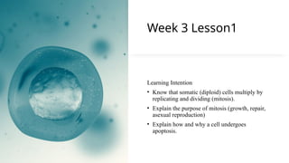 Comprehensive Overview of the Cell Cycle, Mitosis, and Apoptosis in ...
