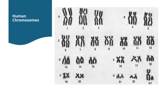 Comprehensive Overview of the Cell Cycle, Mitosis, and Apoptosis in ...