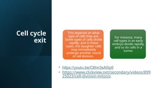 Comprehensive Overview of the Cell Cycle, Mitosis, and Apoptosis in ...