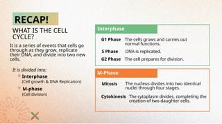 Comprehensive Overview of the Cell Cycle, Mitosis, and Apoptosis in ...