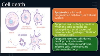 Comprehensive Overview of the Cell Cycle, Mitosis, and Apoptosis in ...