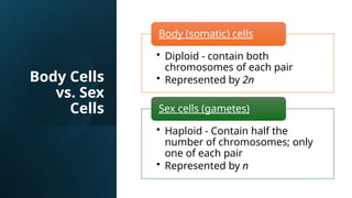 Comprehensive Overview of the Cell Cycle, Mitosis, and Apoptosis in ...