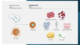 Comprehensive Overview of the Cell Cycle, Mitosis, and Apoptosis in ...
