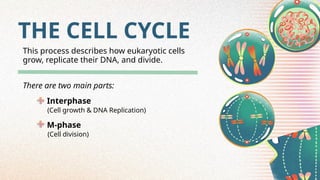 Comprehensive Overview of the Cell Cycle, Mitosis, and Apoptosis in ...