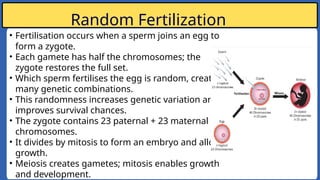 Comprehensive Guide to Meiosis: Process, Importance, and Genetic ...
