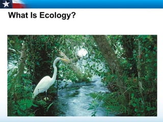 What Is Ecology? 
 