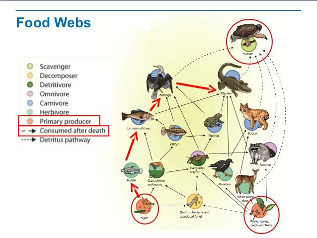 pre ap bio chapter 3 part 3 food web vs food chain venn diagram