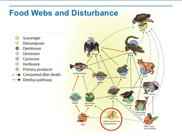 pre ap bio chapter 3 part 3 food chain vs food web venn diagram