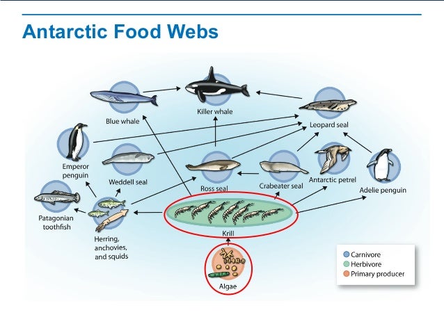Food Webs Review Food Webs Review