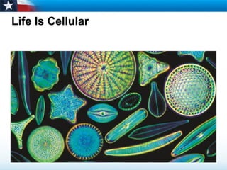 Life Is Cellular
 