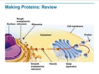 Making Proteins: Review
Nucleus
Rough
endoplasmic
reticulum Ribosome
Protein
Smooth
endoplasmic
reticulum
Cytoplasm
Cell membrane
Vesicle Golgi
apparatus
 