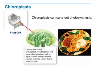 Chloroplasts
Chloroplasts can carry out photosynthesis.
Plant Cell
 