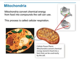 Mitochondria
Mitochondria convert chemical energy
from food into compounds the cell can use.
This process is called cellular respiration.
 