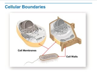 Cellular Boundaries
Cell Membranes
Cell Walls
 
