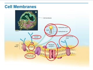 Cell Membranes
 