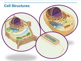 Cell Structures
 