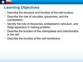 Learning Objectives
 Describe the structure and function of the cell nucleus.
 Describe the role of vacuoles, lysosomes, and the
cytoskeleton.
 Identify the role of ribosomes, endoplasmic reticulum, and
Golgi apparatus in making proteins.
 Describe the function of the chloroplasts and mitochondria
in the cell.
 Describe the function of the cell membrane.
 