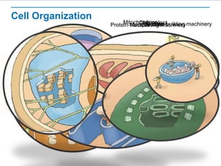 Cell Organization
NucleusProtein-building machineryProtein-transporting machineryMitochondrionChloroplastVesiclesVacuole
 