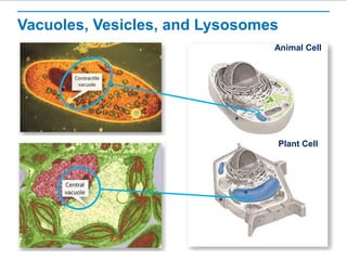 Vacuoles, Vesicles, and Lysosomes
Animal Cell
Plant Cell
 