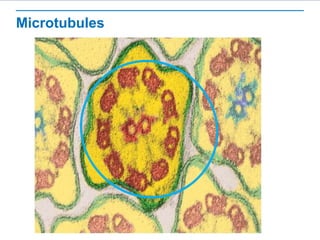 Microtubules
 