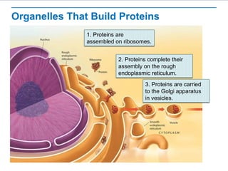 Organelles That Build Proteins
1. Proteins are
assembled on ribosomes.
2. Proteins complete their
assembly on the rough
endoplasmic reticulum.
3. Proteins are carried
to the Golgi apparatus
in vesicles.
 