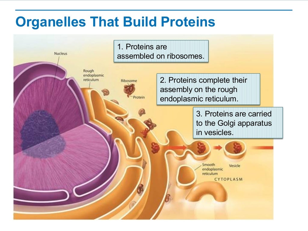 Cell Organelles