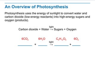 Chloroplasts contain an abundance of saclike photosynthetic membranes called