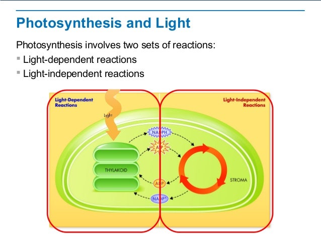 photosynthesis overview photosynthesis light dependent and independent