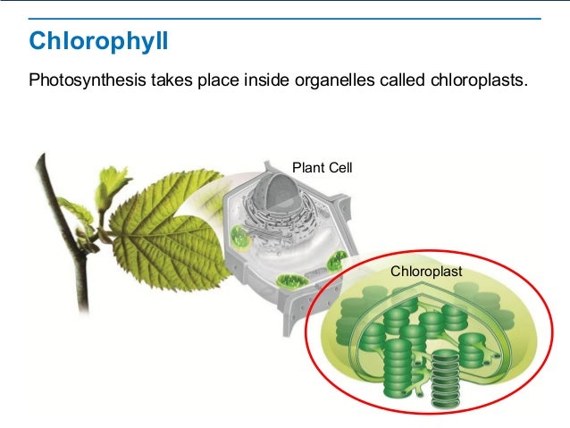 Photosynthesis Overview