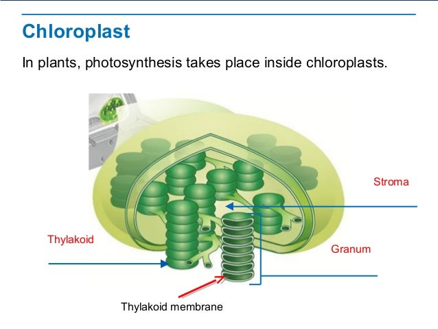 Biology coursework photosynthesis