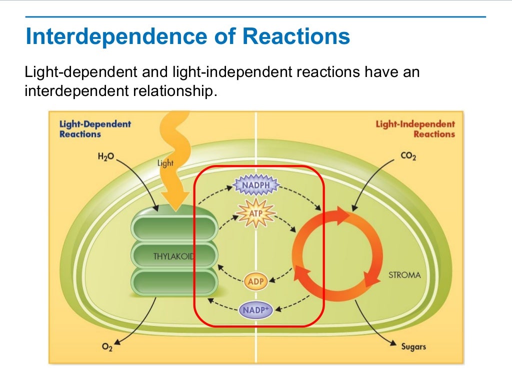 Photosynthesis overview picture