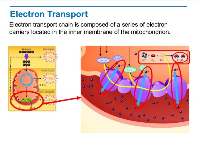 Cellular Respiration