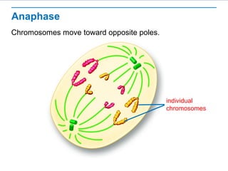 Anaphase 
Chromosomes move toward opposite poles. 
individual 
chromosomes 
 
