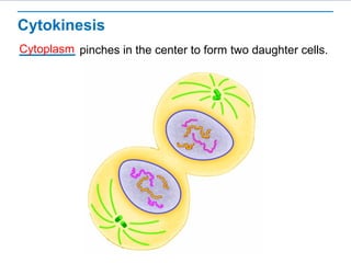 Cytokinesis 
pinches in the center to form Cytoplasm two daughter cells. 
 