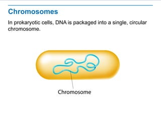 Chromosomes 
In prokaryotic cells, DNA is packaged into a single, circular 
chromosome. 
 