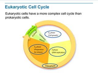 Eukaryotic Cell Cycle 
Eukaryotic cells have a more complex cell cycle than 
prokaryotic cells. 
 