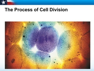 The Process of Cell Division 
 