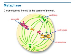 Metaphase 
Chromosomes line up at the center of the cell. 
centrioles 
centromere 
chromosome 
chromatid 
 