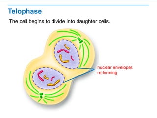 Telophase 
The cell begins to divide into daughter cells. 
nuclear envelopes 
re-forming 
 