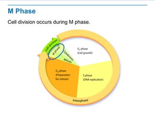 M Phase 
Cell division occurs during M phase. 
 