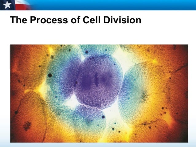 The Process of Cell Division Biology Diagrams