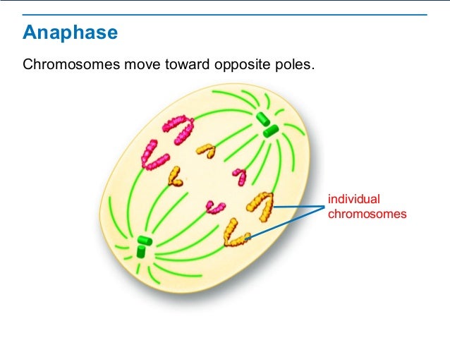 The Process of Cell Division