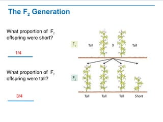 The F2 Generation 
What proportion of F2 
offspring were short? 
1/4 
What proportion of F2 
offspring were tall? 
3/4 
 