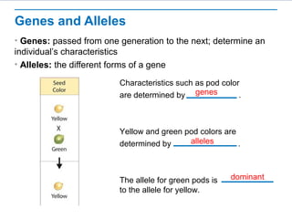 Genes and Alleles 
• Genes: passed from one generation to the next; determine an 
individual’s characteristics 
• Alleles: the different forms of a gene 
Characteristics such as pod color 
are determined by genes 
. 
Yellow and green pod colors are 
determined by alleles 
. 
The allele for green pods is 
to the allele for yellow. 
dominant 
 